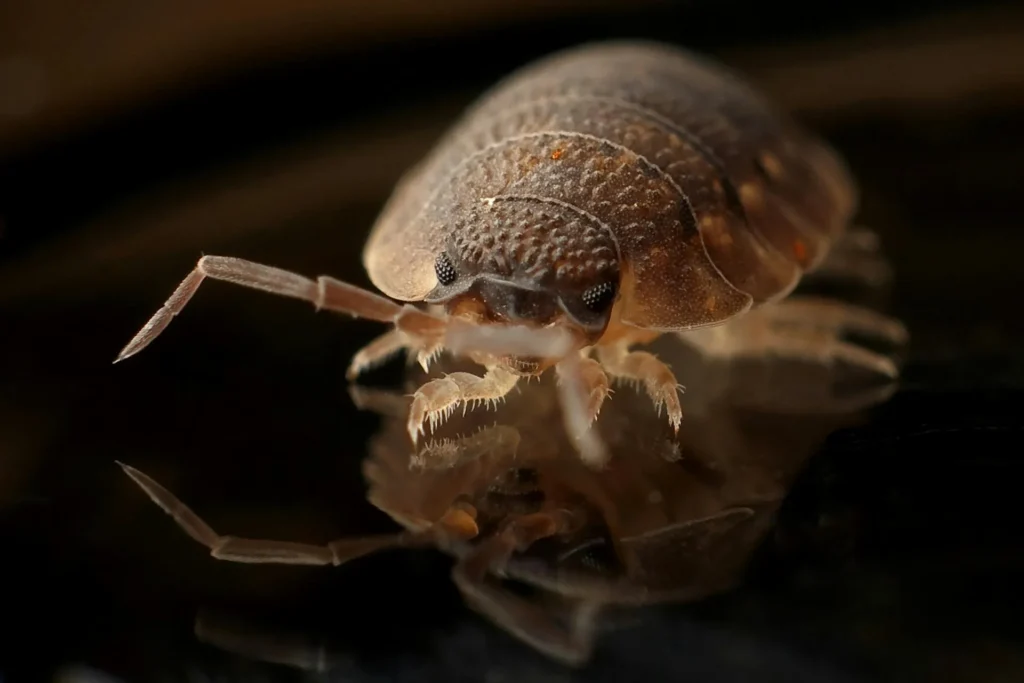 Bed-Bug-Treatment - Guilderland Pest Control Pros | Guilderland, NY | 518-319-9308