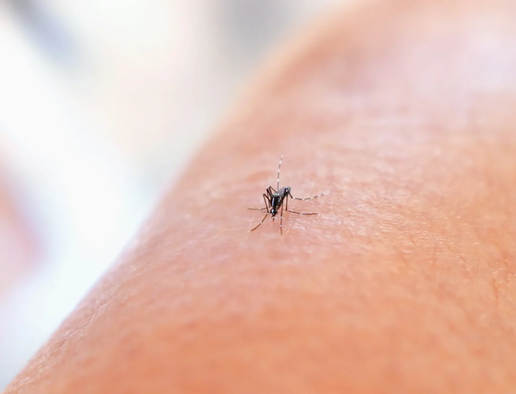 Mosquito Control - Guilderland Pest Control Pros | Guilderland, NY | 518-319-9308